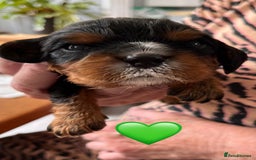 Cavalier King Charles Spaniel dogs for sale: Health Tested Parents - Image 24