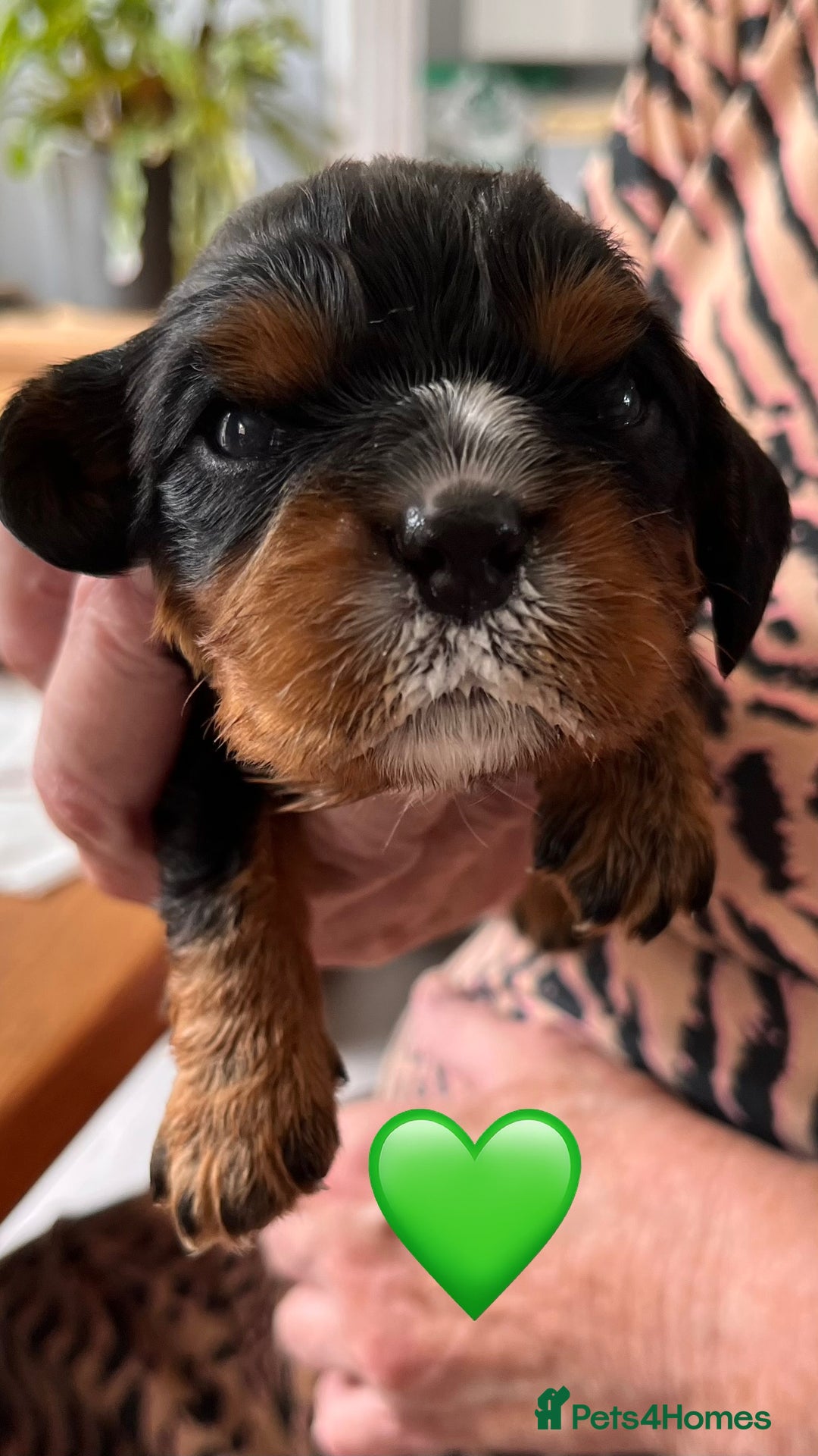 Cavalier King Charles Spaniel dogs for sale: Health Tested Parents - Image 24