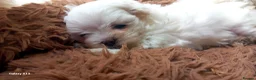 Maltese dogs for sale: 3 little girls  - Advert 4