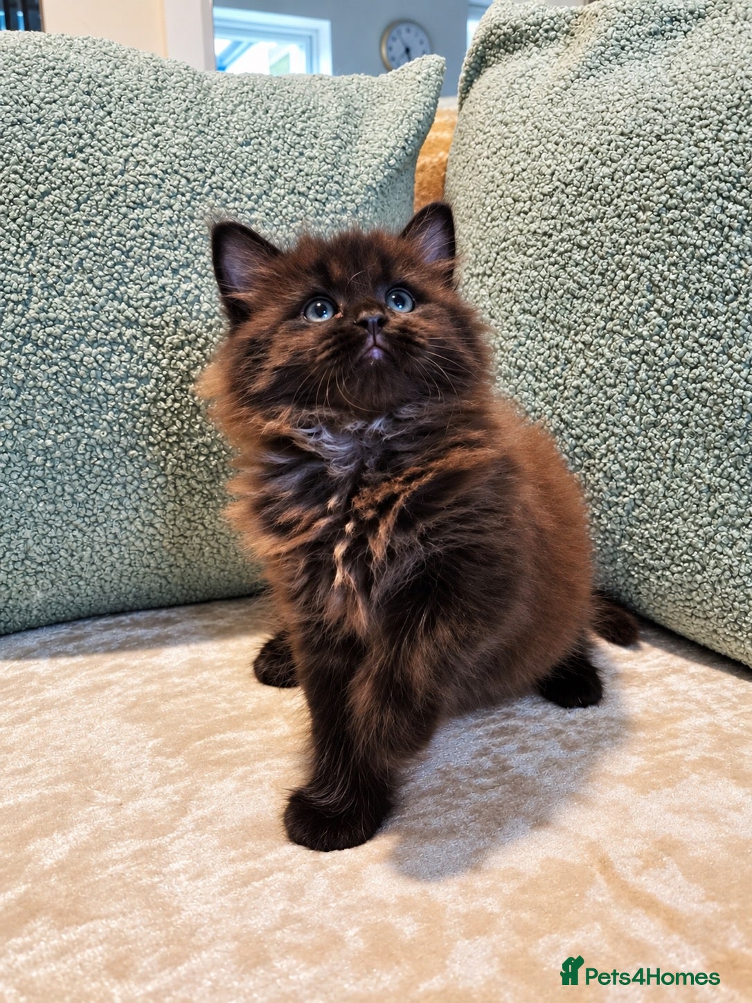 Maine Coon cats Beautiful Maine Coon Kittens  - Advert 10