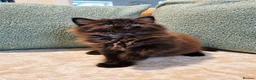 Maine Coon cats for sale: Beautiful Maine Coon Kittens  - Advert 11