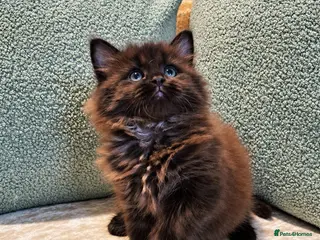 Maine Coon cats Beautiful Maine Coon Kittens - Advert 10