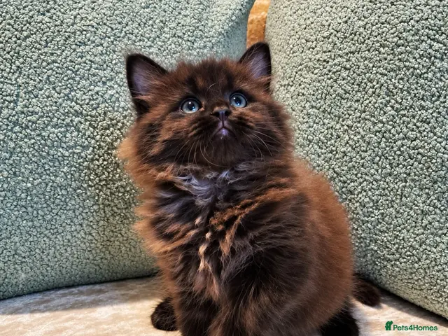 Mixed Breed cats for sale: Beautiful Maine Coon Kittens - Advert 10