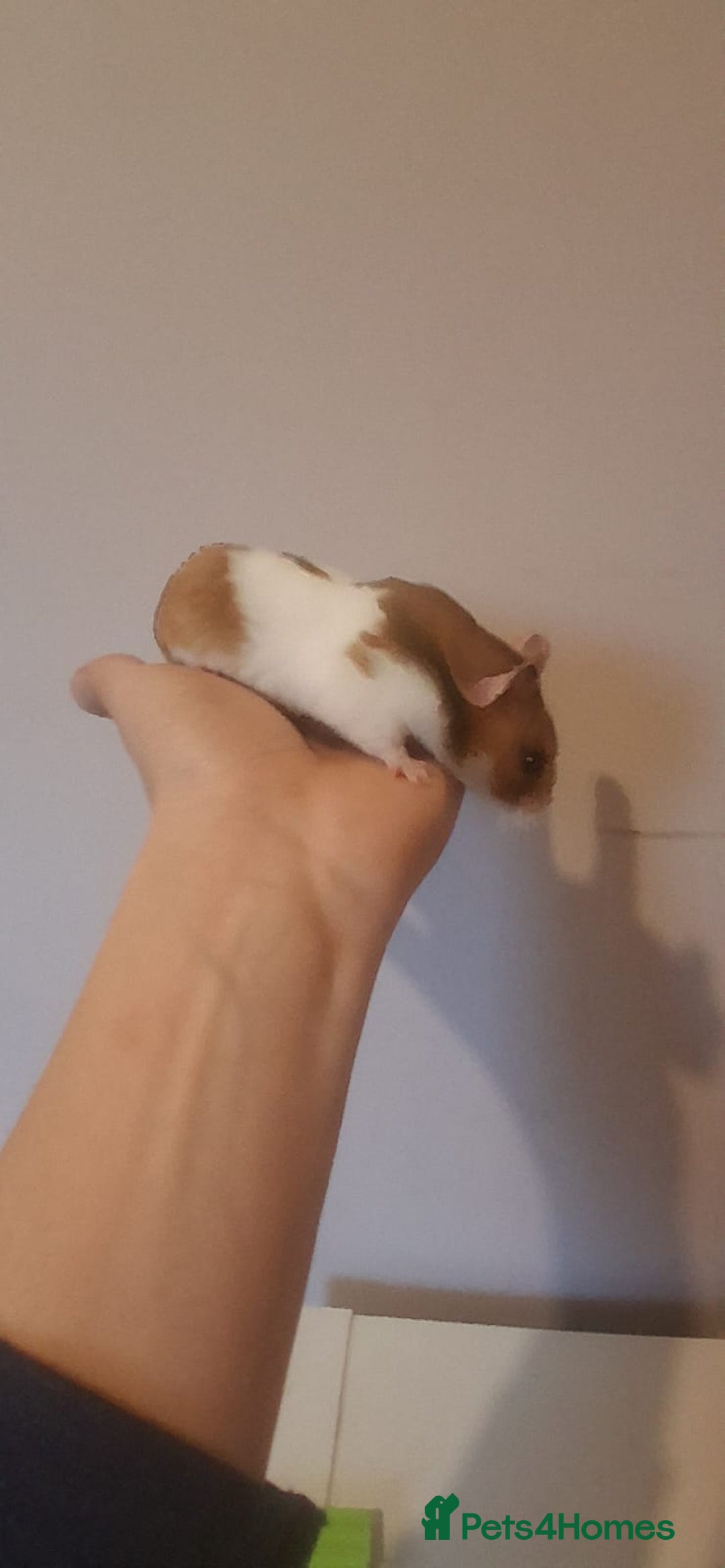 Hamster rodents for sale: Male Syrian Hamster  - Image 4