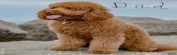 Labradoodle dogs for sale: F1BB Miniature Labradoodle Puppies – Home Raised - Advert 11