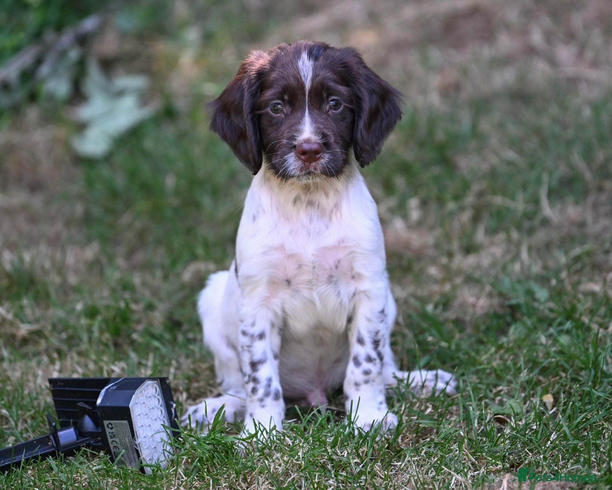 English Springer Spaniel dogs Kennel club registered Springer Spaniel Puppies - Advert 1