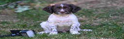 English Springer Spaniel dogs for sale: Kennel club registered Springer Spaniel Puppies - Advert 2