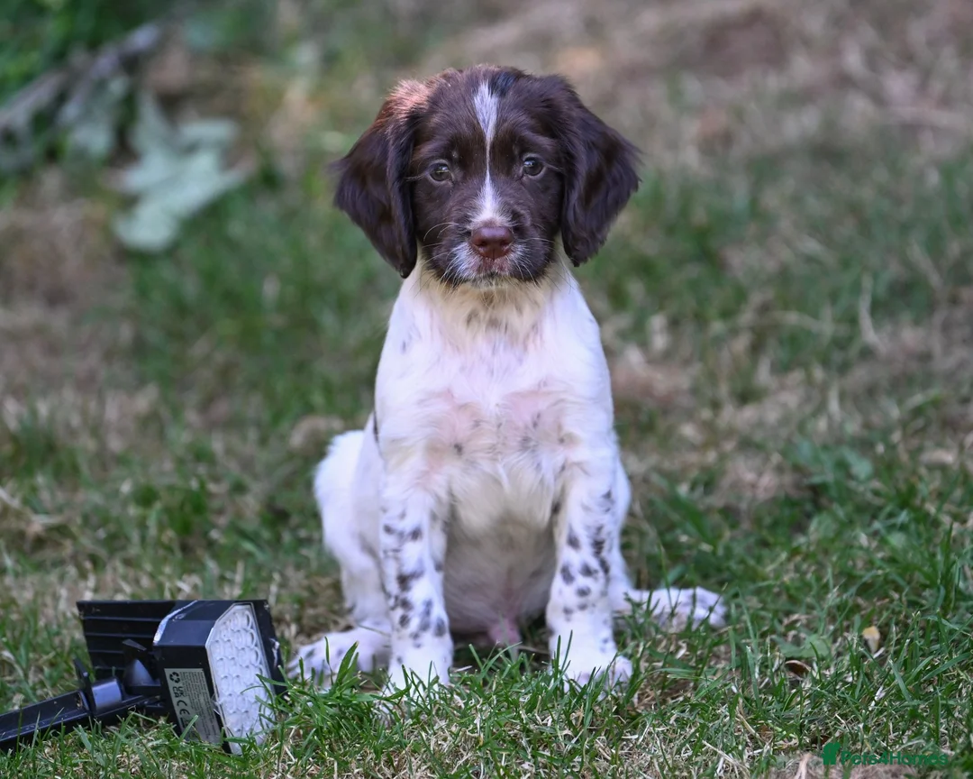 English Springer Spaniel dogs for sale: Kennel club registered Springer Spaniel Puppies - Advert 2