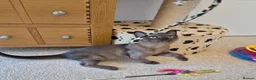Burmese cats for sale: Adorable Brown Male Burmese Kitten - Advert 6