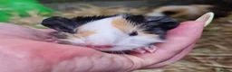 Guinea Pig rodents for sale: Pair of brothers - Advert 2