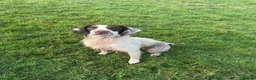 English Springer Spaniel dogs for sale: Kc reg Ftch English springer spaniels.  - Advert 14
