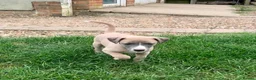Whippet dogs for sale: Whippet Girl in Colchester - Advert 6