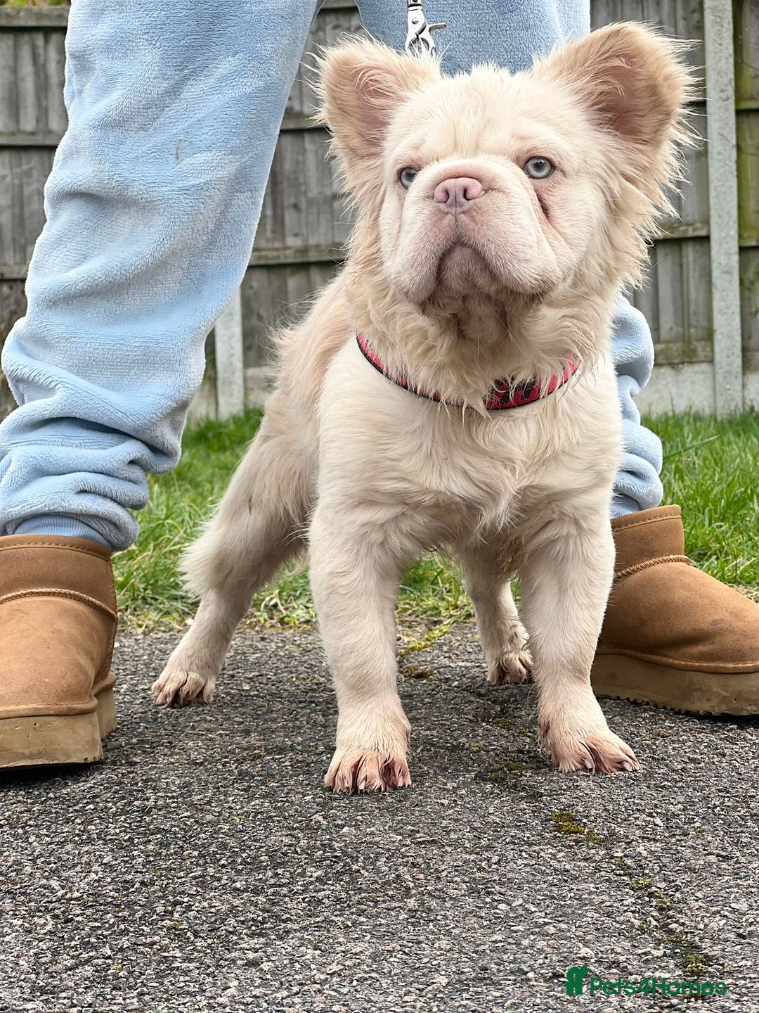French Bulldog dogs for sale: ** carrying fluffy French bulldog - Image 7