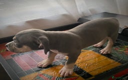 American Bully dogs for sale: Beautiful Tri colour American bully puppy’s  - Image 2