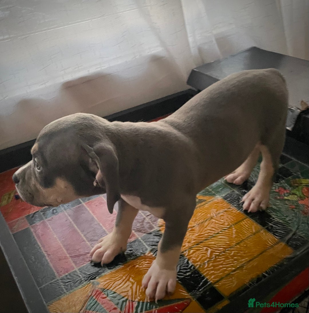 American Bully dogs for sale: Beautiful Tri colour American bully puppy’s  - Image 2
