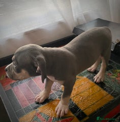 American Bully Puppy 2