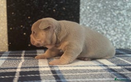 French Bulldog dogs for sale: Beautiful litter of 4 - Image 17
