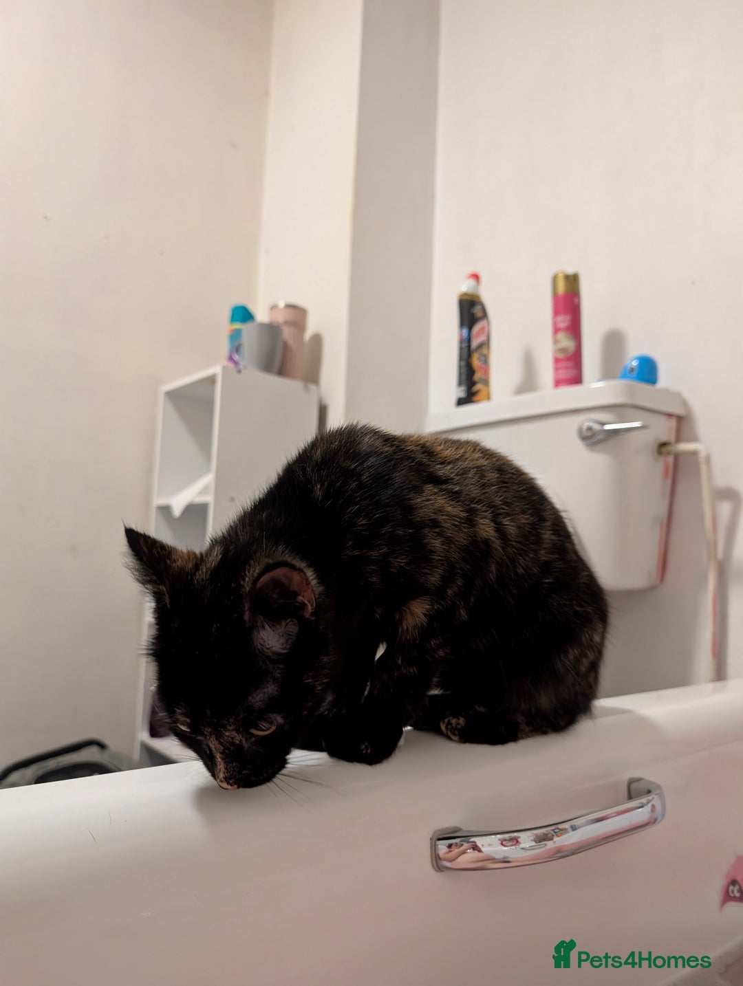 Mixed Breed cats for sale: 1 year old car for sale  - Advert 2