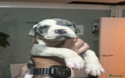 Great Dane dogs for sale: KC registered blue Great Dane puppies - Image 15