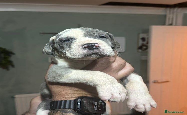 Great Dane dogs - Advert 1
