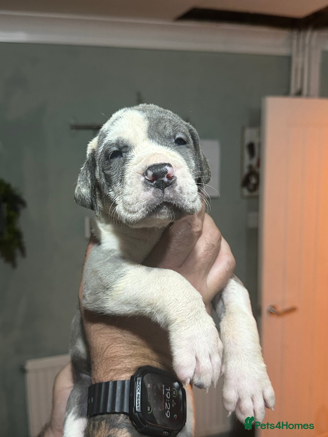 Great Dane dogs for sale: KC registered blue Great Dane puppies - Image 15