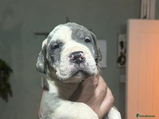 Great Dane dogs - Advert 5