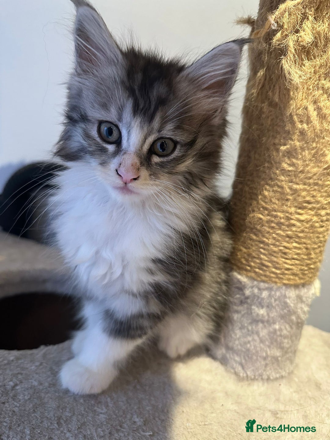 Maine Coon cats for sale: Stunning Mainecoon Kittens - Advert 7