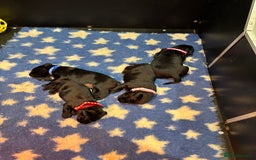 Labrador Retriever dogs for sale: Kc black Labrador puppies - Advert 7