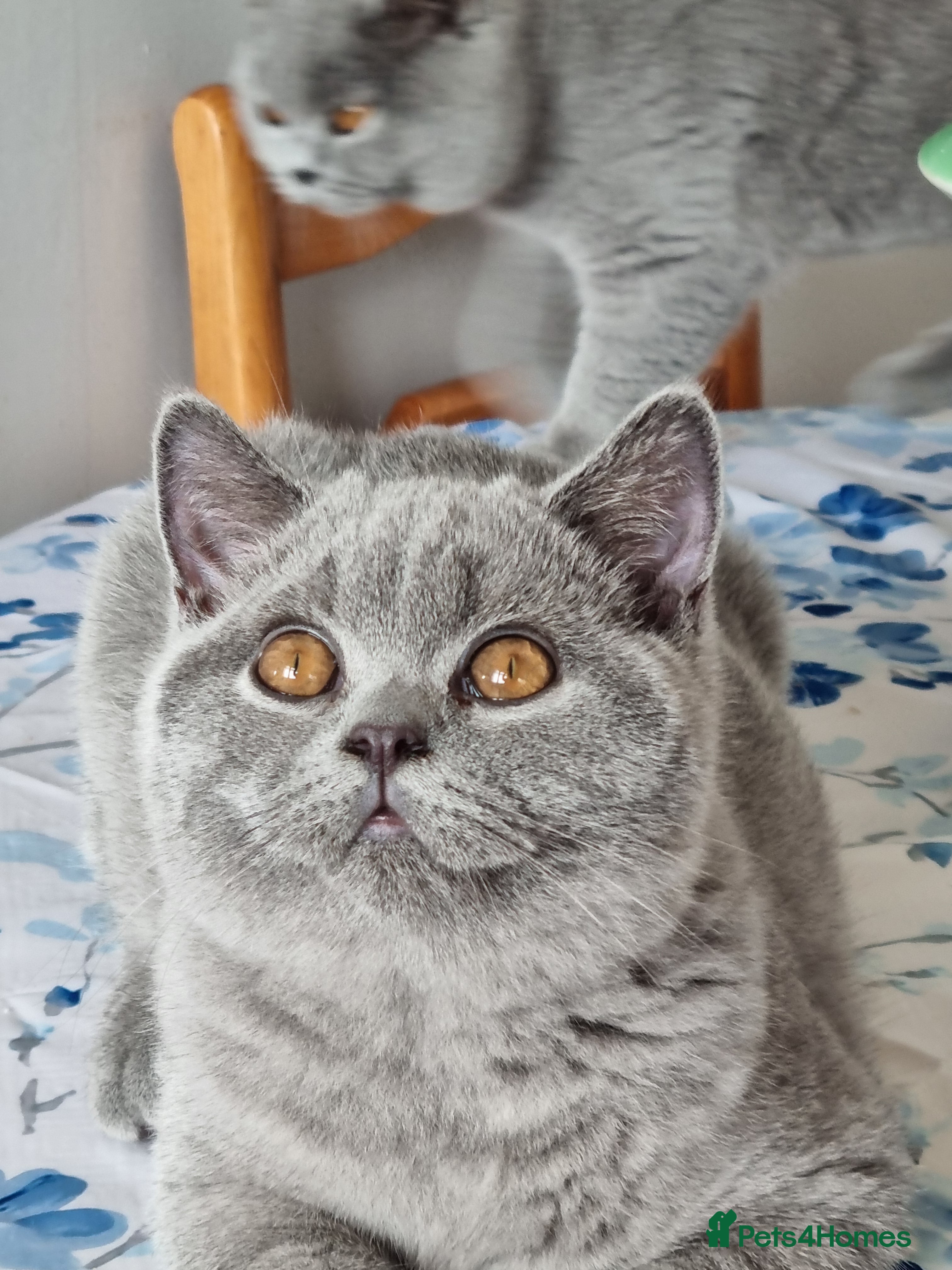 British Shorthair cats Gorgeous big boy kitten  - Advert 8