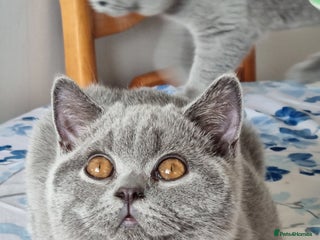 British Shorthair cats - Advert 6