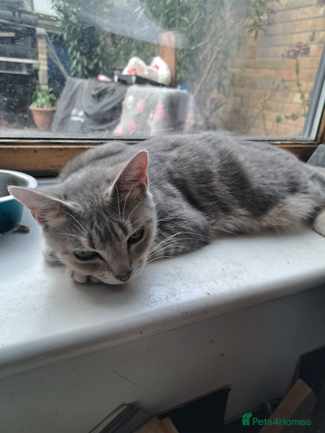 Ragdoll cats for sale: Stunning ragdoll cross tabby kittens  - Advert 2