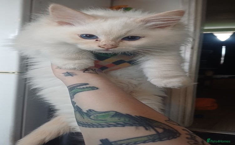 Ragdoll cats - Advert 8