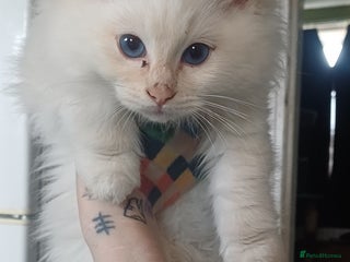 Ragdoll cats Rare cream point ragdoll & blue bicolour - Advert 14