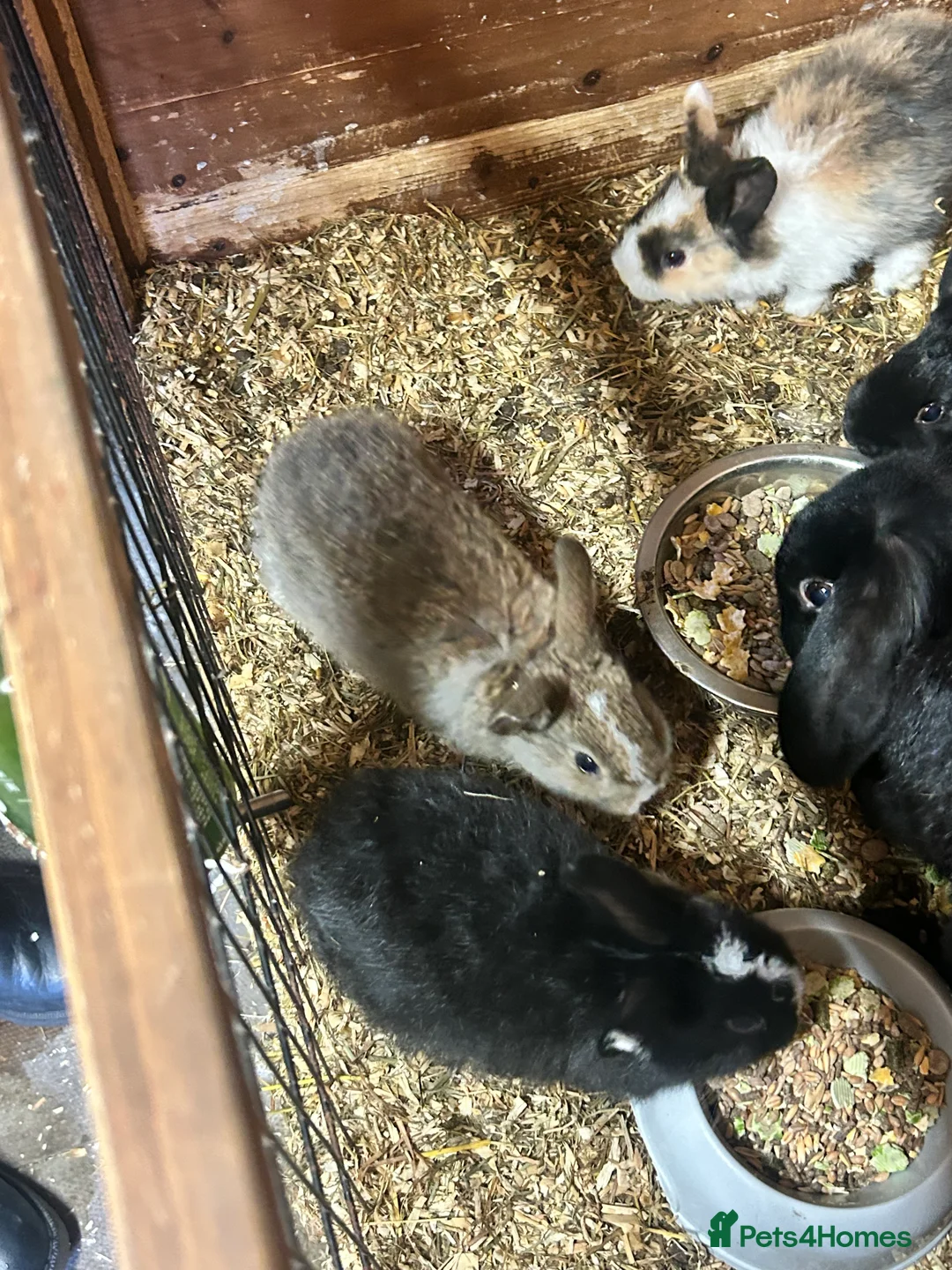 Mini Lion Lop rabbits for sale: 7 mini lop - Advert 9