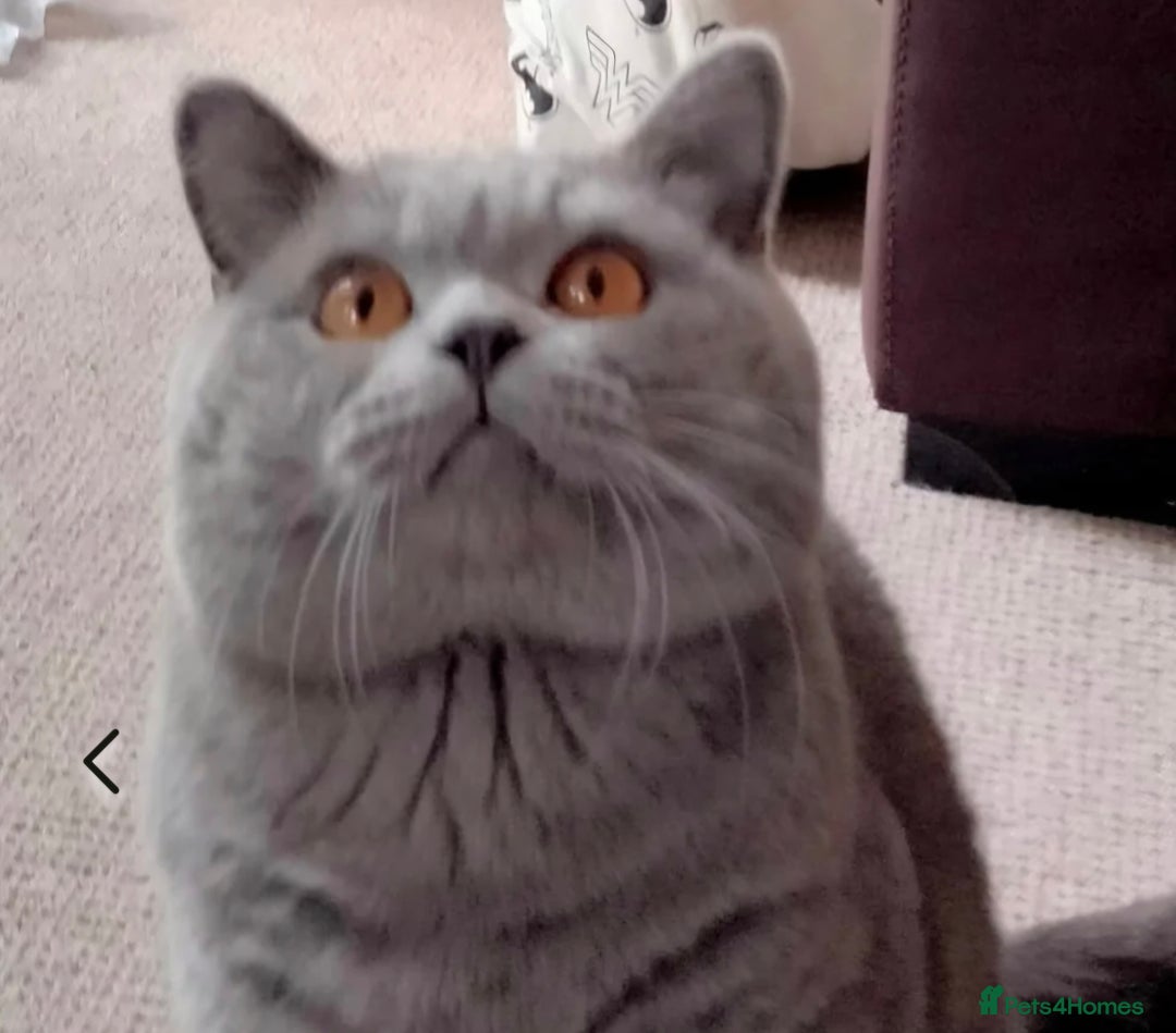 British Shorthair cats for stud: GCCF ACTIV Blue BSH Boy for Stud  in Boston - Advert 2