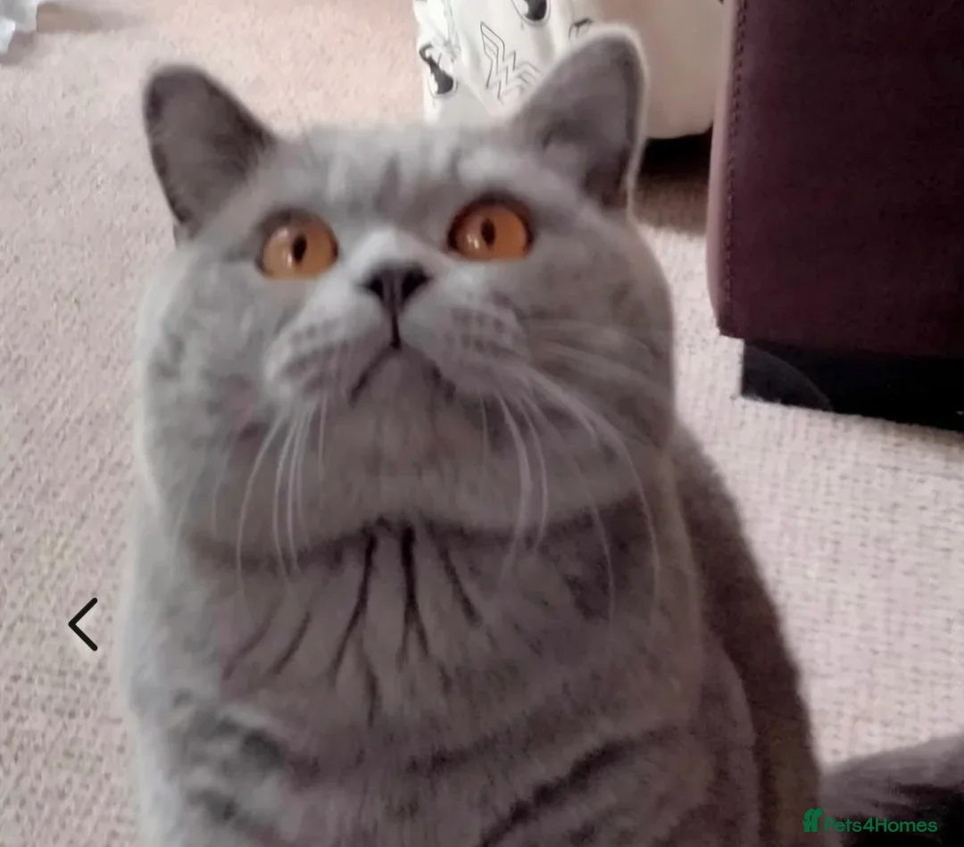 British Shorthair cats for stud: GCCF ACTIV Blue BSH Boy for Stud  in Boston - Advert 2