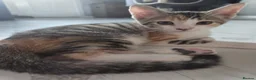Mixed Breed cats for sale: Beautiful mixed breed kittens for sale - Advert 2