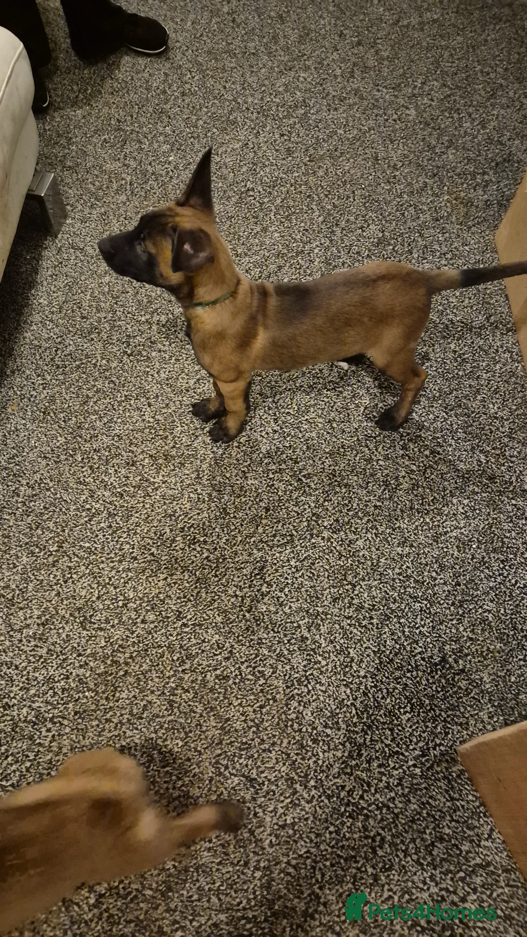 Belgian Shepherd Dog dogs for sale: Belgian Malinois Puppies - Advert 3