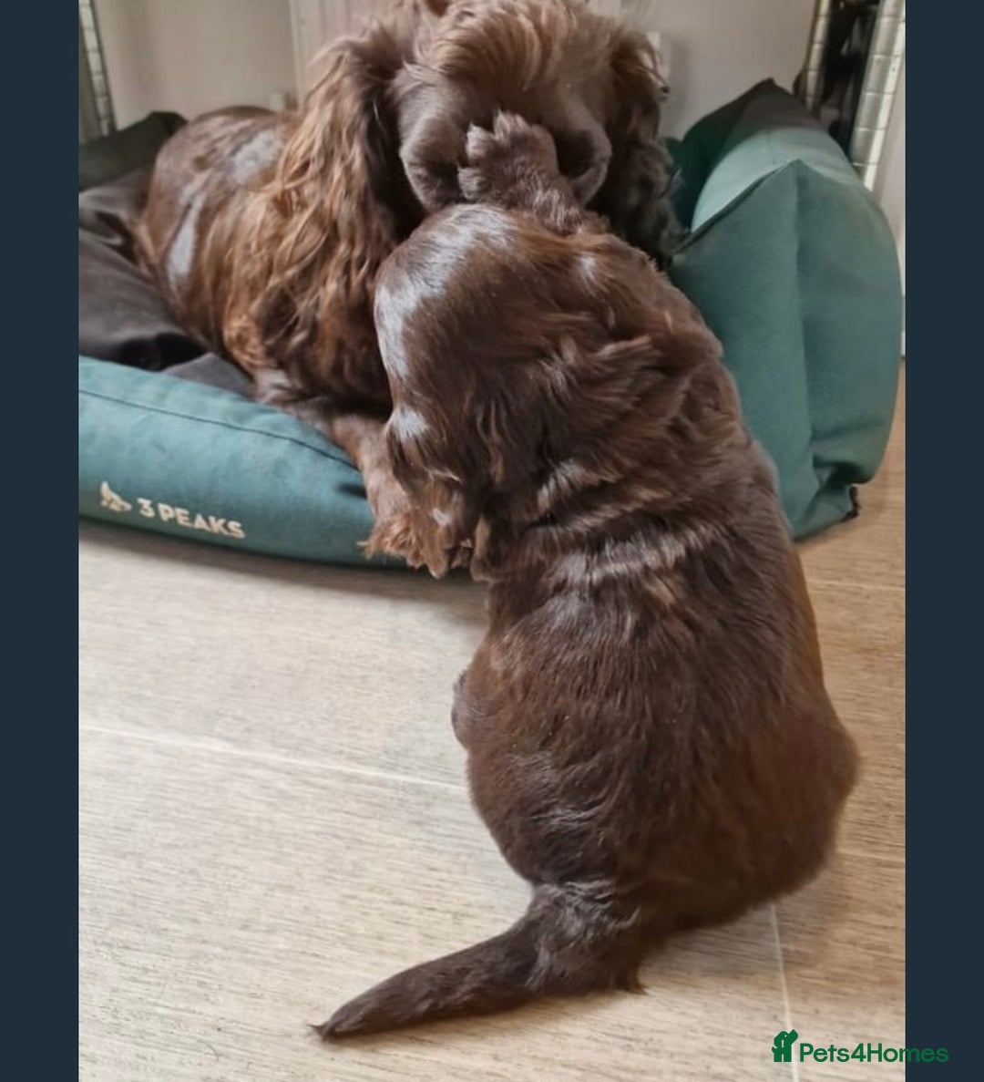 Cocker Spaniel dogs for sale: Stunning male cocker spaniel puppy pedigree - Image 16