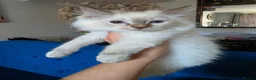 Ragdoll cats for sale: Registered/Pedigree/Stunning/Ragdolls  - Advert 28