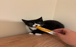 Mixed Breed cats for sale: 2 rescued kittens need a loving home!  - Image 8