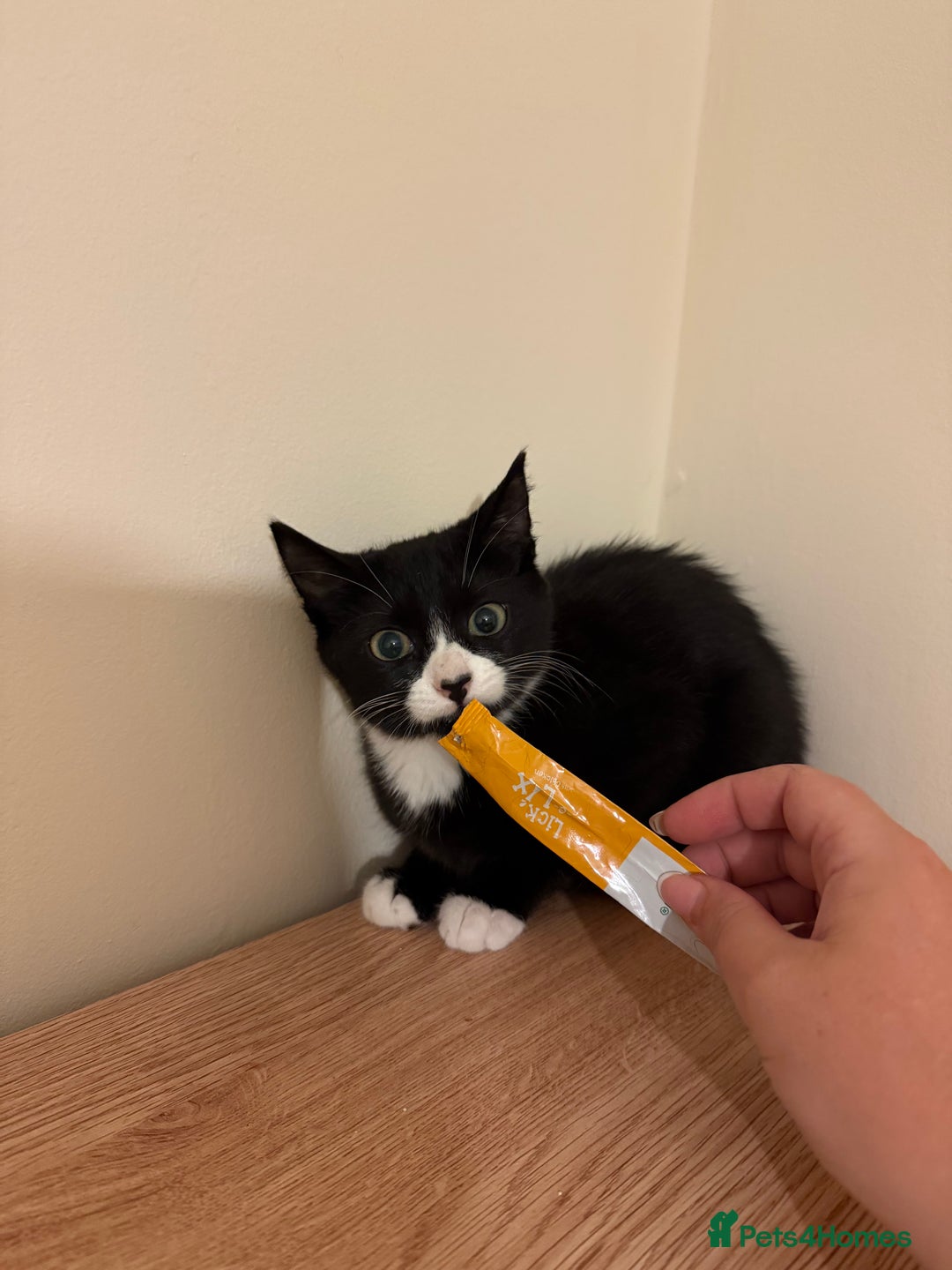 Mixed Breed cats for sale: 2 rescued kittens need a loving home!  - Image 8