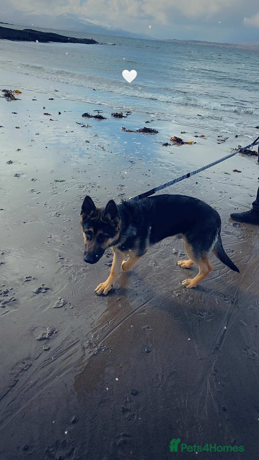 German Shepherd dogs for sale: German shepherd  in Leeds - Advert 2