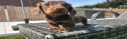 Miniature Dachshund dogs for sale: ✨MINI LONG HAIRED DACHSHUNDS ✨KC ✨ - Advert 4