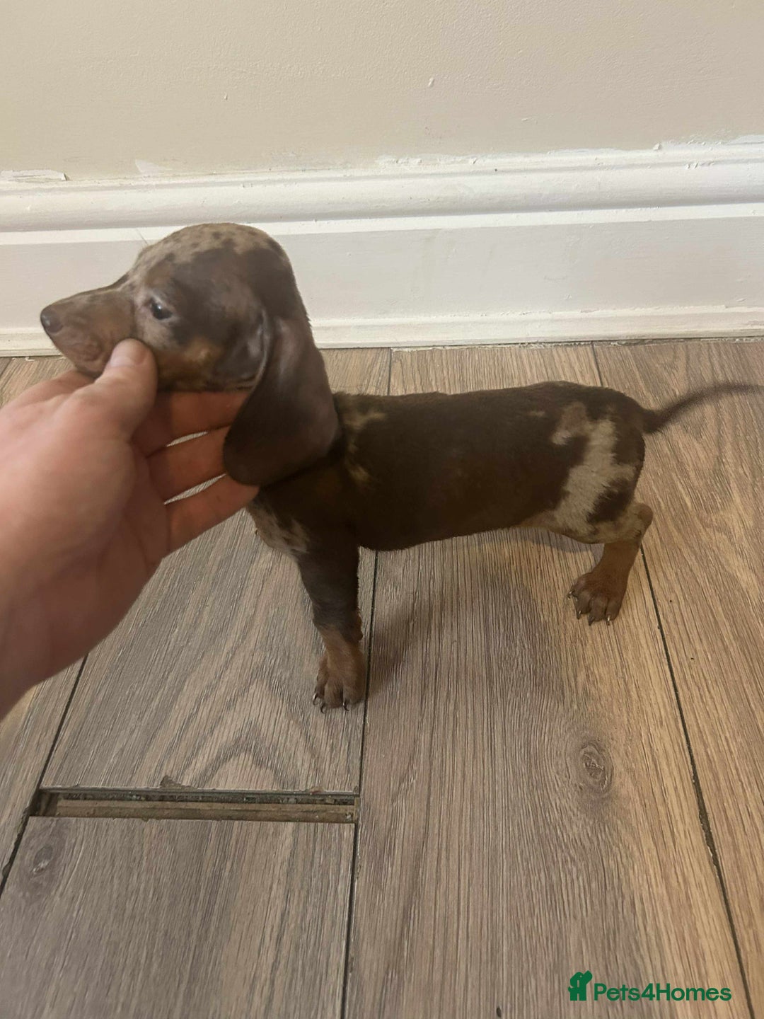 Miniature Dachshund dogs for sale: Miniature dachshund  - Advert 7