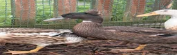 Ducks poultry for sale: 2 rouen x drakes  - Advert 1