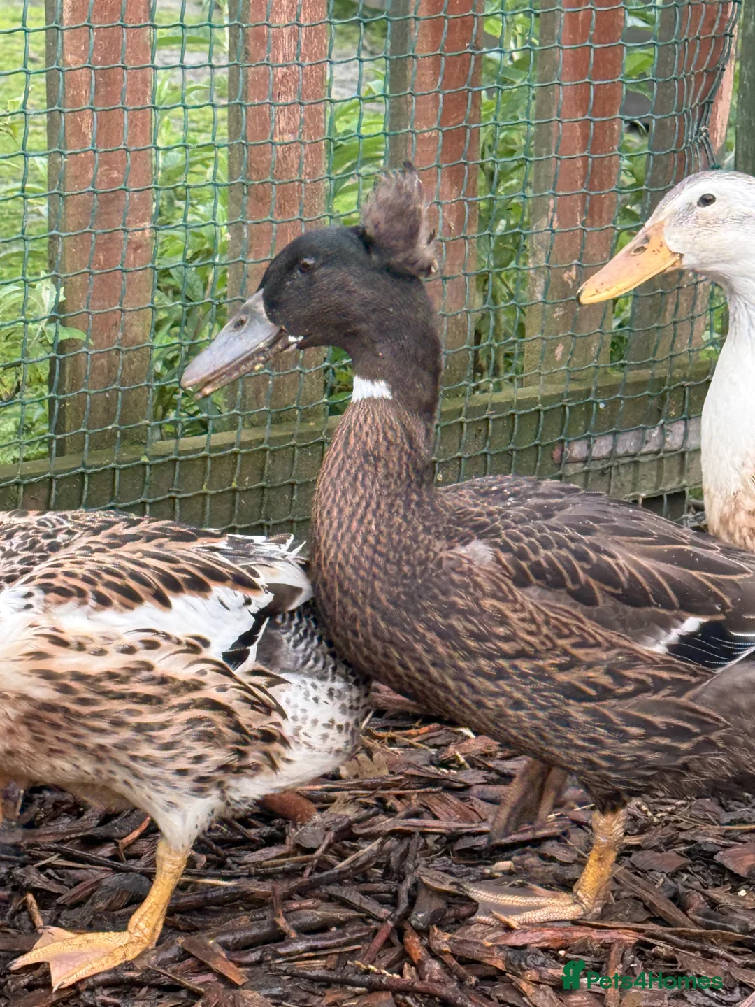 Ducks poultry for sale: 2 rouen x drakes  - Advert 1