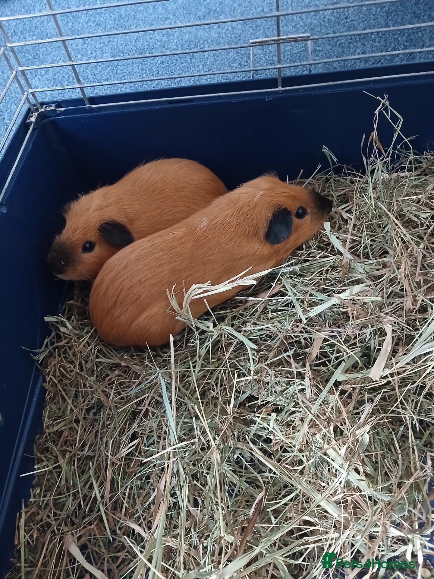 Guinea Pig rodents Two Lovely Male Guinea Pigs – Free to a Good Home - Advert 2