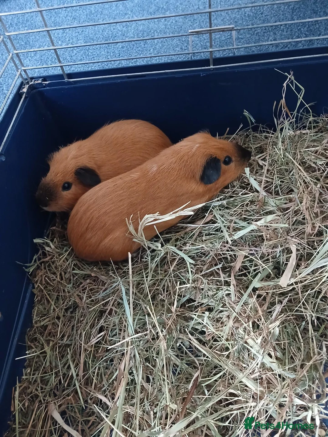 Guinea Pig rodents for sale: Two Lovely Male Guinea Pigs – Free to a Good Home - Advert 1