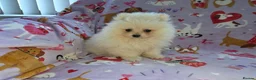 Pomeranian dogs for sale: 3 gorgeous, small white Pomeranians ready now!! - Advert 17